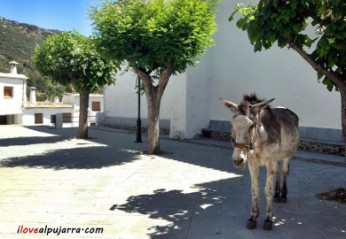 PLAZA DE BUBIÓN