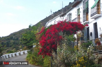 ENTRADA DE NIELES