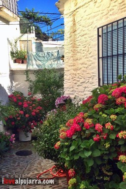 FLORES DE PAMPANEIRA